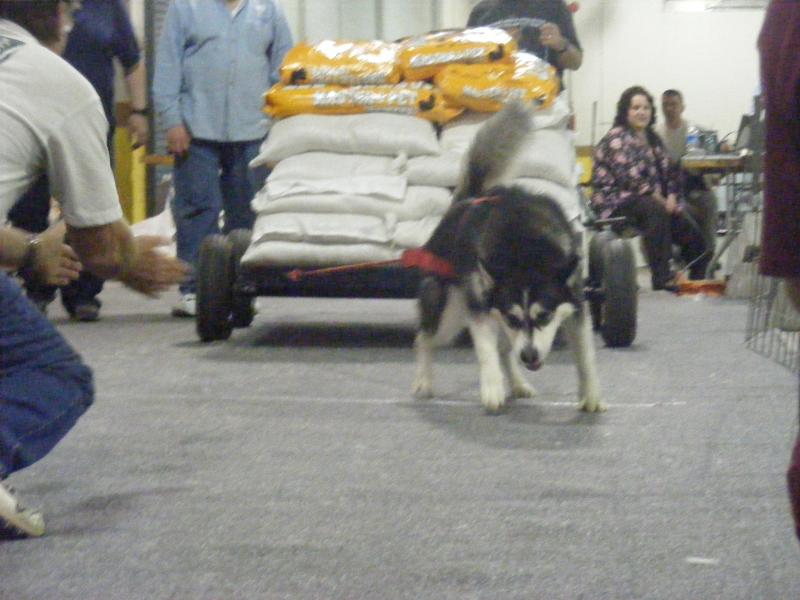 QUEST WEIGHT PULLING